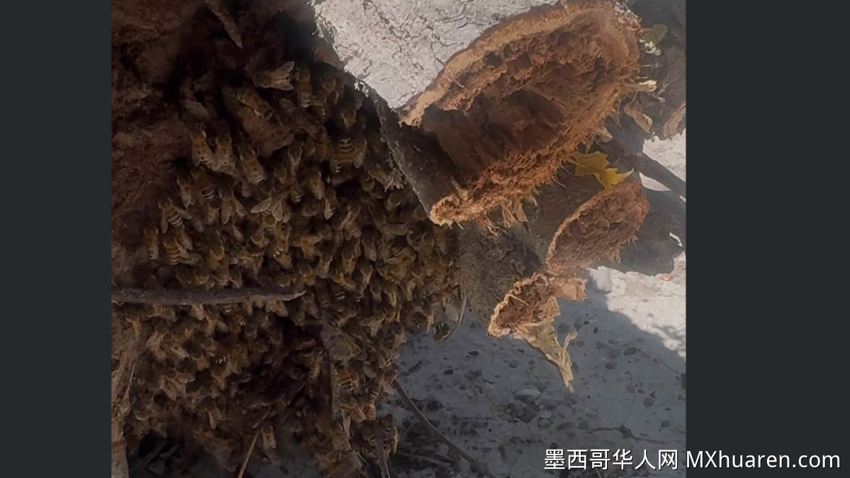 杜兰戈惊魂！民防部门成功转移居民区蜂群