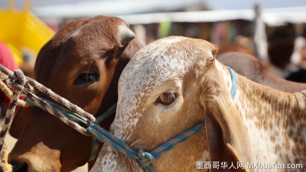 牛价下跌为何未带动肉价?墨西哥畜牧业组织紧急呼吁