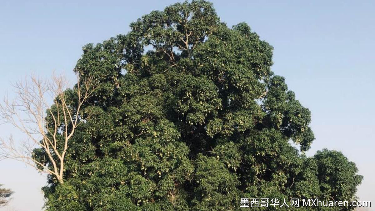 气候与中间商夹击 墨西哥韦拉克鲁斯芒果业萎缩七成