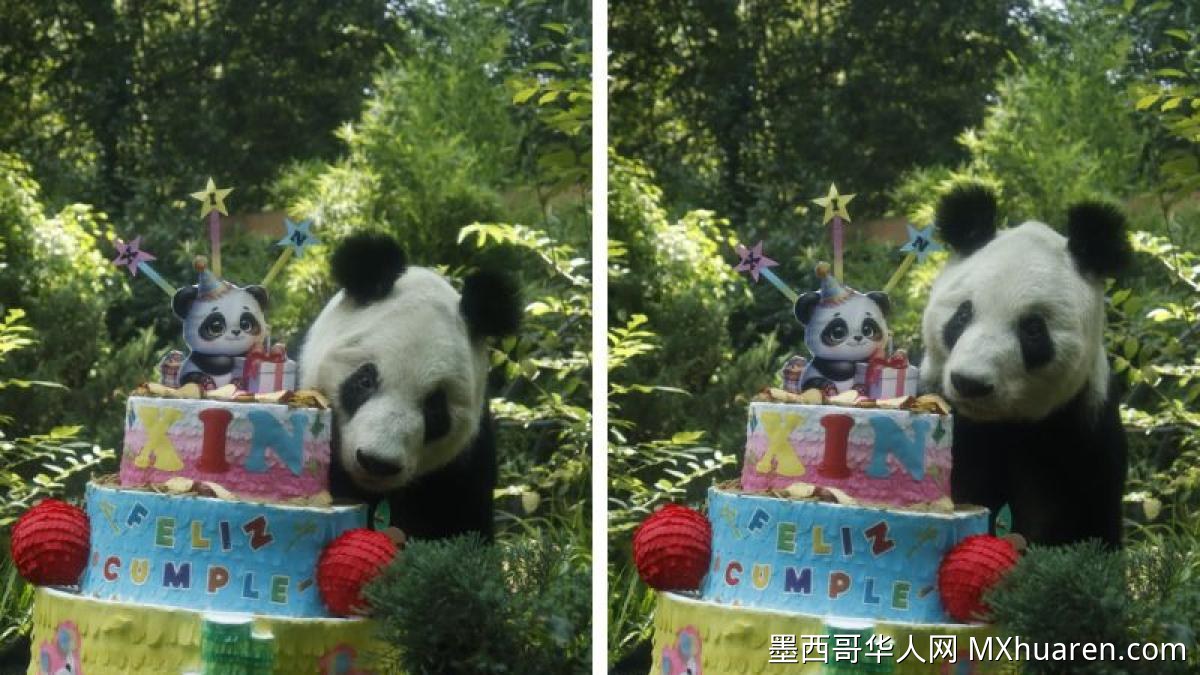墨西哥查普尔特佩克动物园喜迎大熊猫欣欣36岁生日