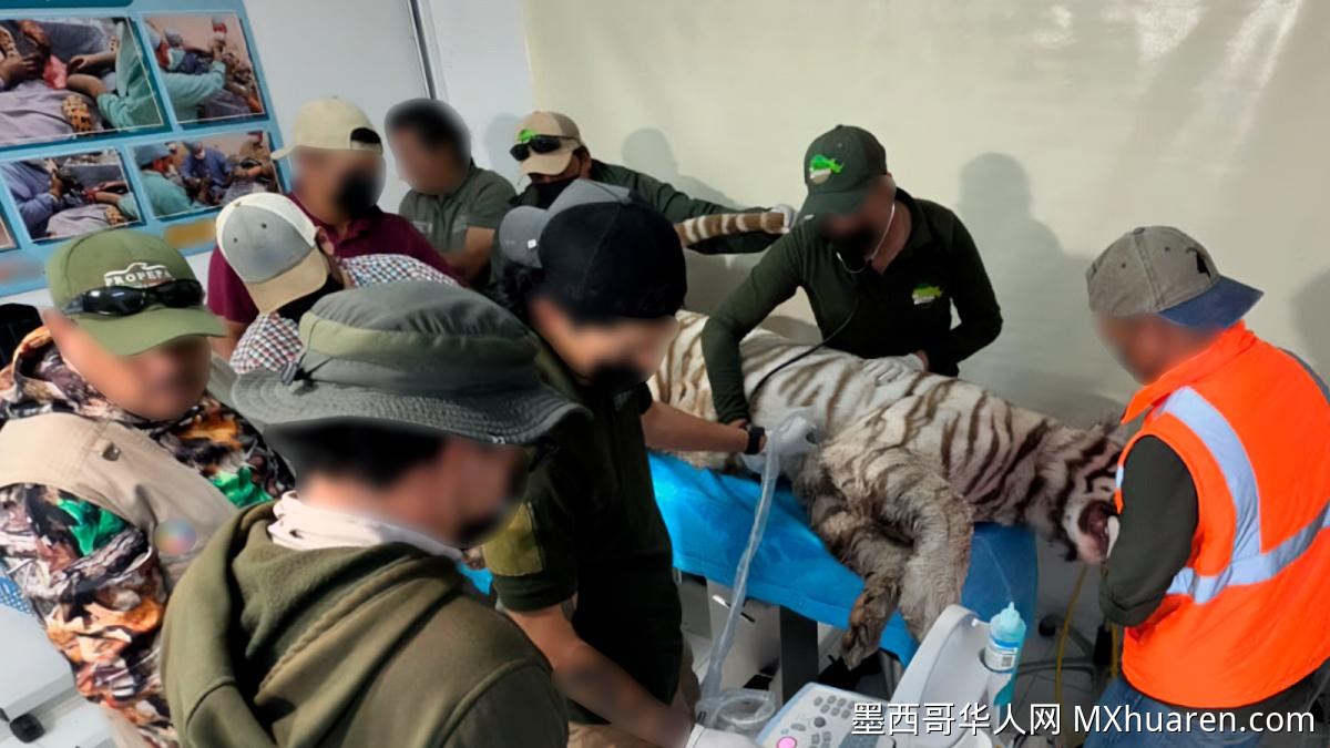 墨西哥白虎Kenzo尸检完成 结果何时公布?