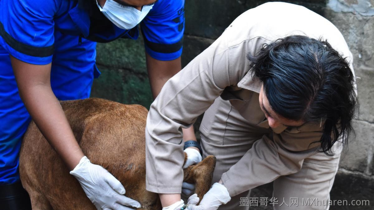 墨西哥城牛栏蝇病例增至23例 全国累计超3.1万例