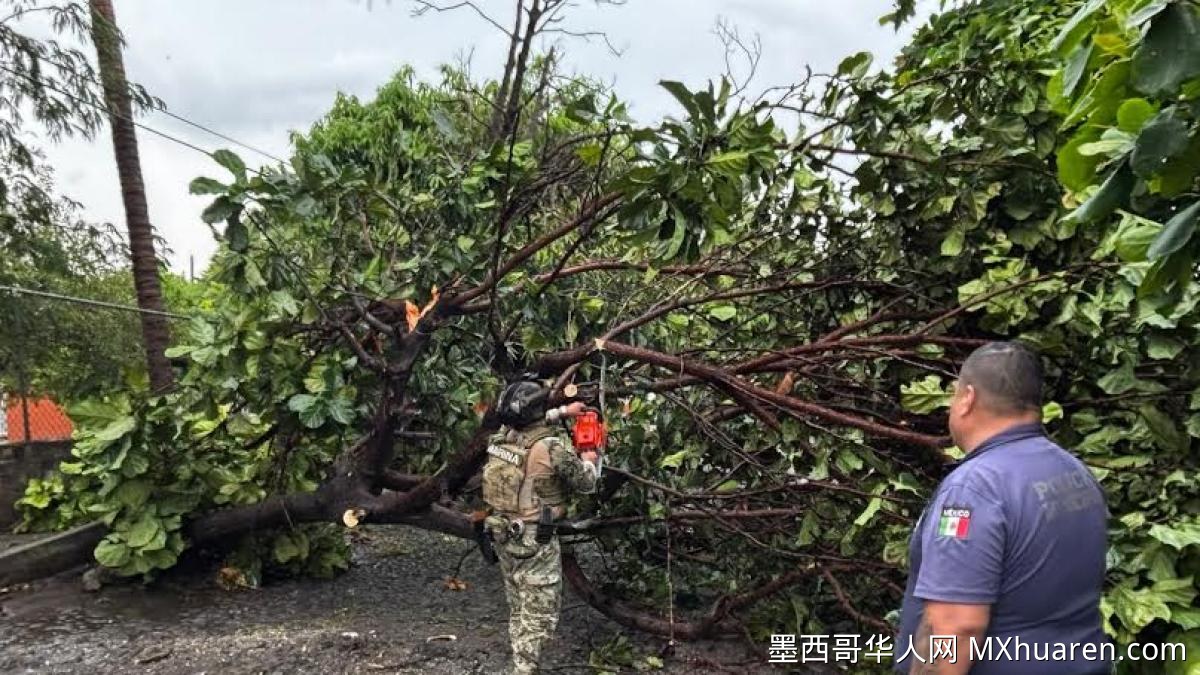 科利马风暴致20棵树木倒塌