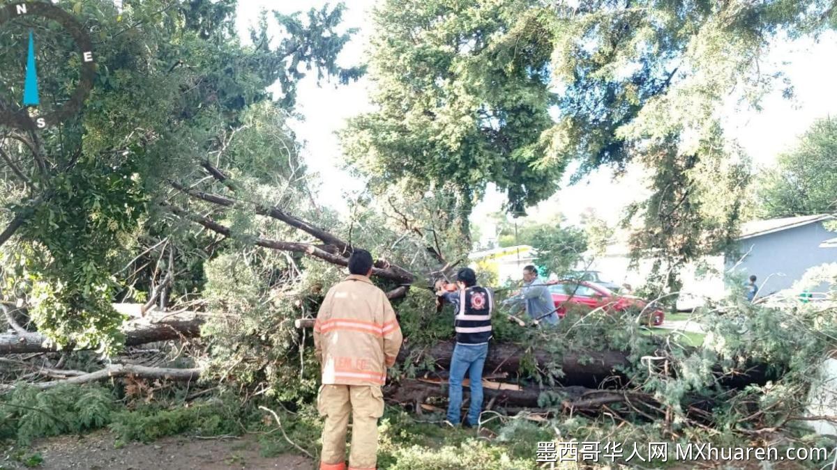 墨西哥杜兰戈省：树木倒砸民宅 一家四口奇迹逃生