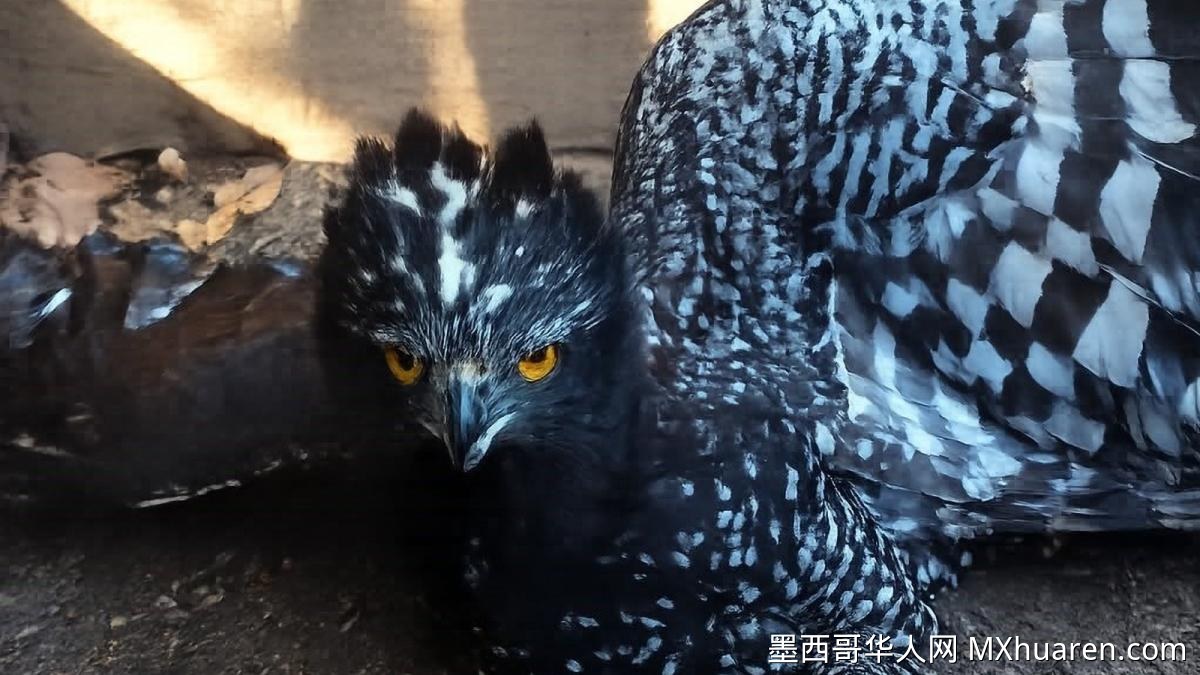 墨西哥 Sierra Gorda 首次记录濒危鹰雕