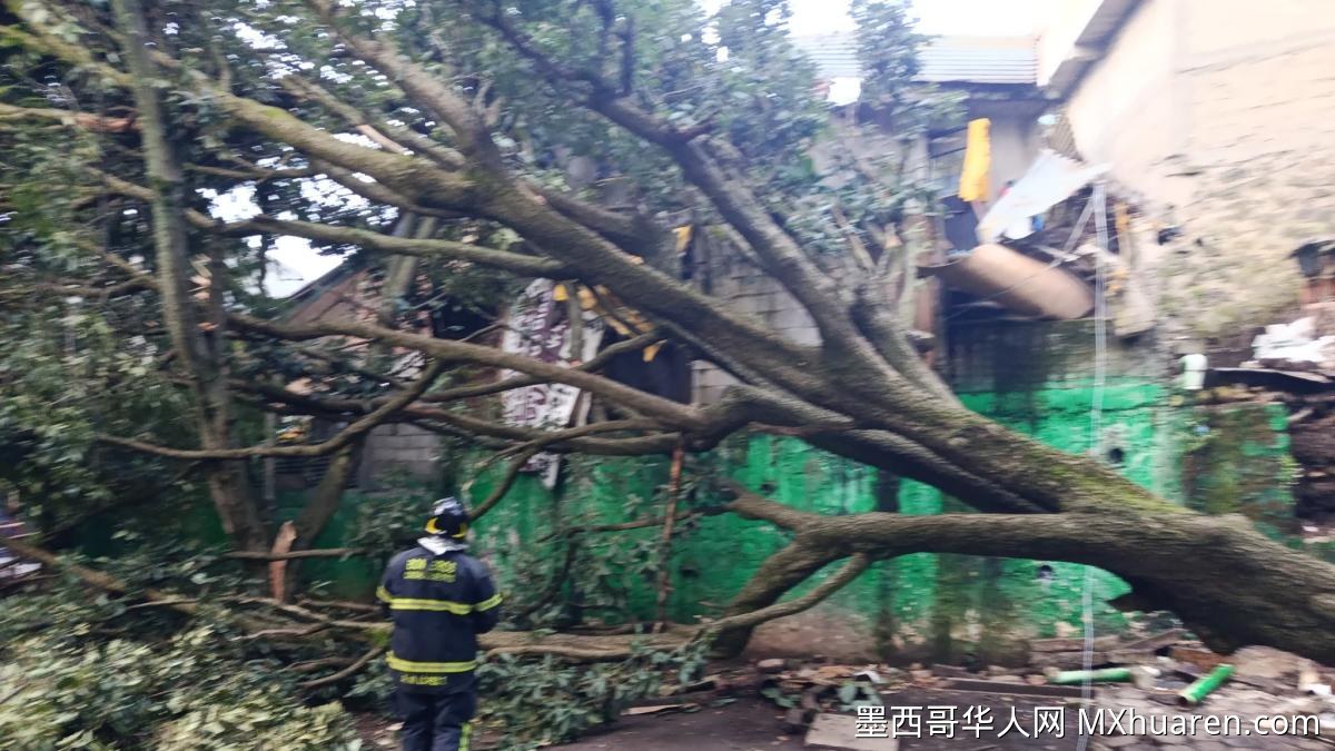 强降雨致24棵树木倒伏 墨西哥城多区受影响
