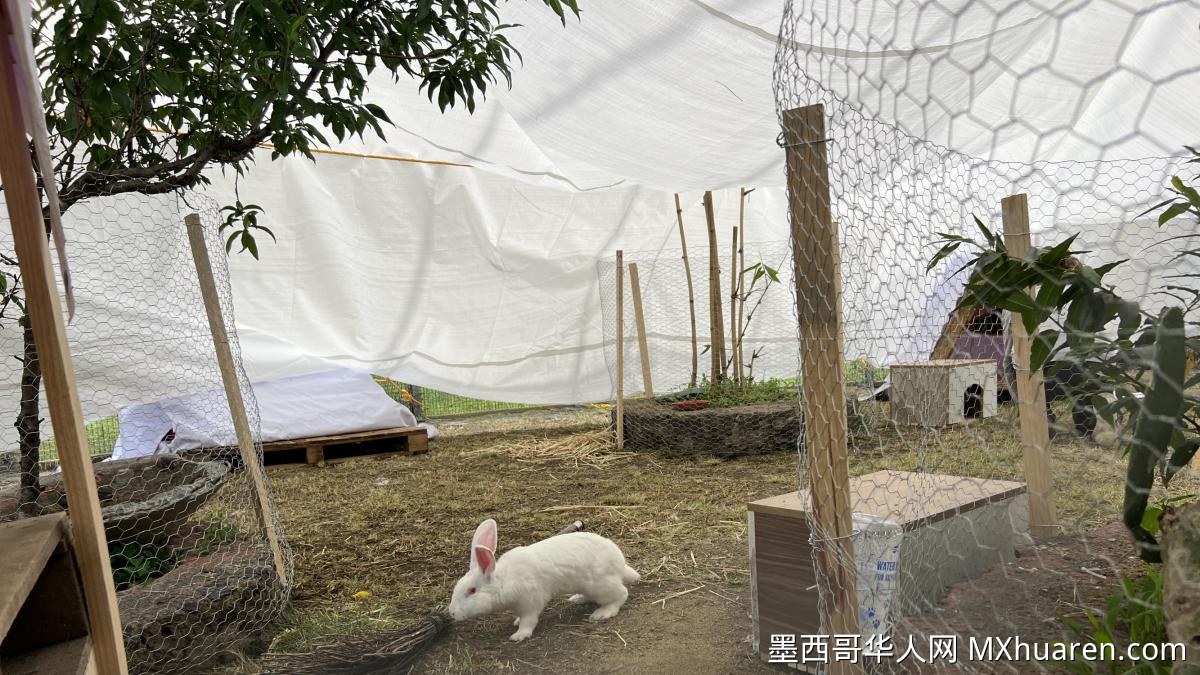 23只实验兔获救后将入住保护区 墨理工学院学生罢课阻止宰杀