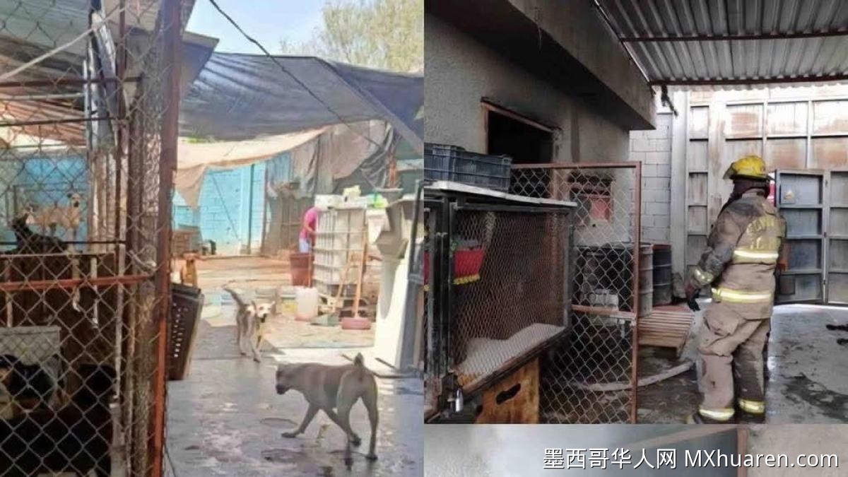 科阿韦拉犬类收容所突发火灾 13只狗狗不幸遇难