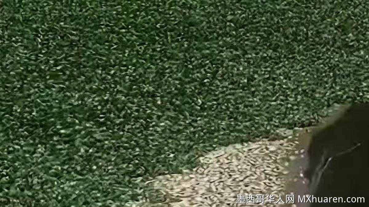 克雷塔罗州El Batán水库大量死鱼 环保人士要求彻查原因